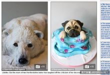 啥？單親母烘焙「動物蛋糕」太逼真　動保人士大肆抨擊-博狗扑克 蜗牛扑克 德州扑克跟我学