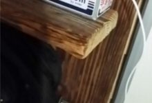 兒子偷用手機的偽裝術!其實老爸早就知情啦~(>﹏<)-博狗扑克 蜗牛扑克 德州扑克跟我学