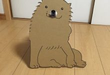 厚紙板+狗鼻=變身！看主人怎麼「愛」整毛孩-博狗扑克 蜗牛扑克 德州扑克跟我学