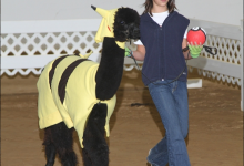 愛，超越一切！12張照片證明「預算有限」也能當個好coser-博狗扑克 蜗牛扑克 德州扑克跟我学