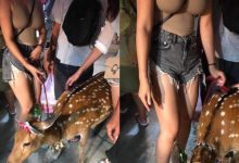 豪乳妹街頭遛鹿爆紅！「渾圓雙峰照」引發網友肉搜　真實身分終於曝光-博狗扑克 蜗牛扑克 德州扑克跟我学