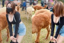 草泥馬真的好大!短髮俏女孩「Judy邱比特」爆乳追羊駝-博狗扑克 蜗牛扑克 德州扑克跟我学